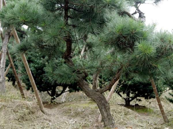 造型黑松樹哪里便宜？哪家的質(zhì)量好？