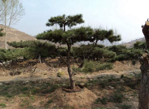 造型黑松樹哪里便宜？哪家的質(zhì)量好？