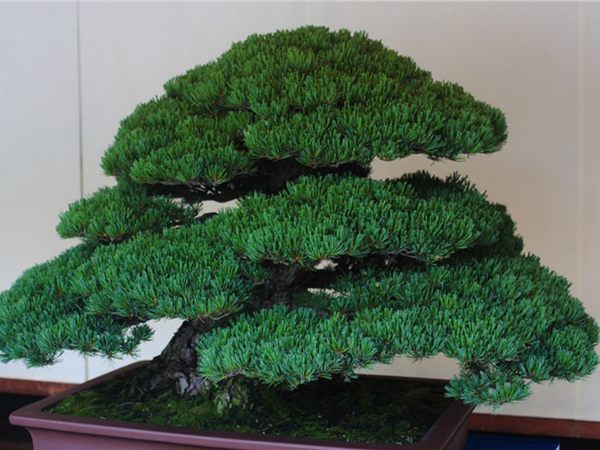 有著百變?cè)煨椭醯奈遽標(biāo)墒窃鯓訜挸傻?/><br/></div><p><strong>盆景的養(yǎng)護(hù)</strong><br/>(1）澆水<br/>盆土表面見干即澆透水。五針?biāo)上财赏?，忌盆土長濕不干。喜葉水，可常噴葉水。五針?biāo)上矟駶櫩諝猓?、秋天氣干燥時(shí)，要進(jìn)行地面噴水，以增加小環(huán)境的空氣濕度。<br/>(z）施肥<br/>五針?biāo)刹幌泊蠓?、濃肥，施肥過多易傷根。在缺肥控水的情況下，可促其長成蒼老的姿態(tài)?？稍?-5月和9-11月，每月施淡肥水一次，6-8月不宜施肥。對(duì)幼樹可多施春肥，以加快生長，對(duì)成樹可在秋季多施一些肥，以利保型和越冬需要。<br/>(3）修剪<br/>五針?biāo)尚藜糁饕钦浚刂粕L，保持樹形美觀。一般在每年3-4月間，新芽伸長而未成針前，可視情況摘掉部分芽。如頂芽過密，長勢(shì)旺盛可以多摘，反之少摘，摘芽宜在晴天進(jìn)行，傷口易愈合。此外還要根據(jù)樹形美的需要來考慮適度修剪，剪去過密枝、弱枝、枯枝以及多余枝條。枝條剪除宜在秋后進(jìn)行，為防止傷口流脂，應(yīng)及時(shí)用蠟封口為好。<br/>(4)病蟲害防治<br/>五針?biāo)沙Ｒ娙~銹病、根腐病、煤污病，介殼蟲、蚜蟲、紅蜘蛛等為害，可于冬季噴灑30倍石硫合劑或用農(nóng)藥予以防治。同時(shí)要注意通氣透光，盆土不宜過濕，以利于防治病蟲害。<br/></p>
      </div>



      
    </article>
  </main>

</div>
<footer id=