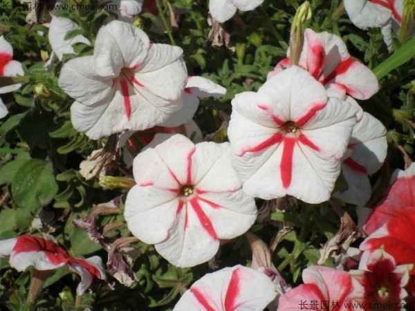 牽?；ǚN子發(fā)芽出苗開花圖片