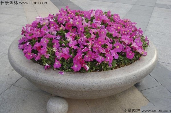 牽?；ǚN子發(fā)芽出苗開花圖片