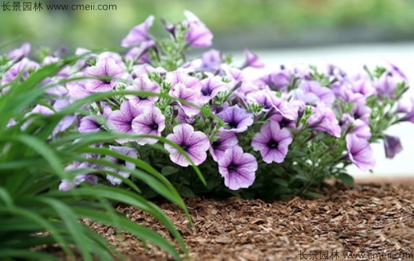 牽?；ǚN子發(fā)芽出苗開花圖片
