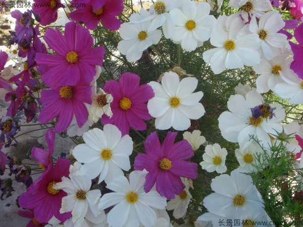 格?；ǚN子發(fā)芽出苗開花圖片