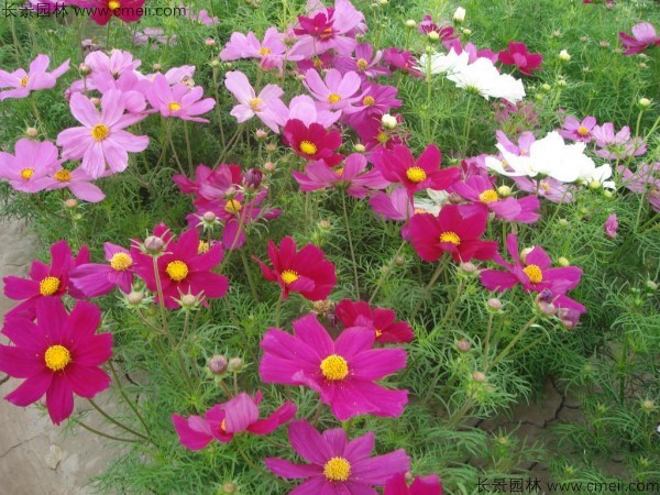 格?；ǚN子發(fā)芽出苗開花圖片