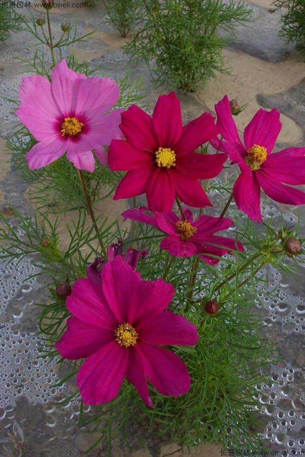 格?；ǚN子發(fā)芽出苗開花圖片