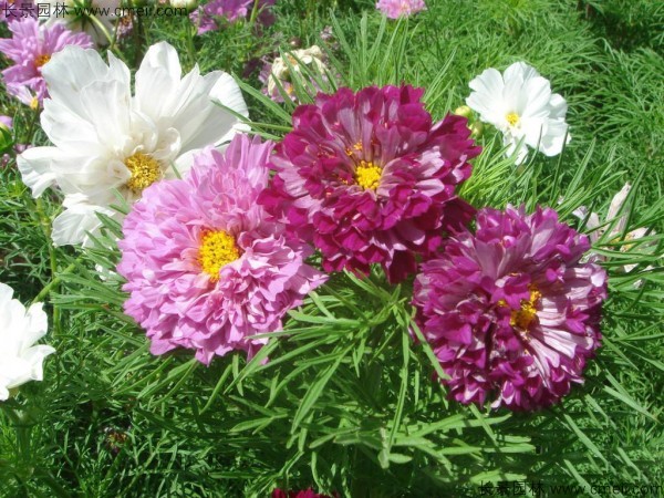 格?；ǚN子發(fā)芽出苗開花圖片